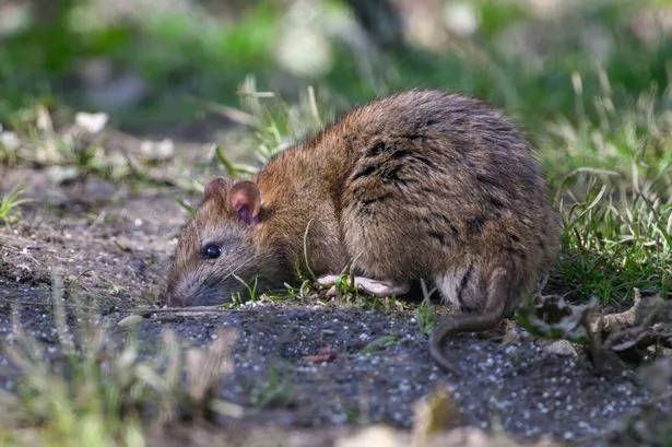 Brown Rat in garden