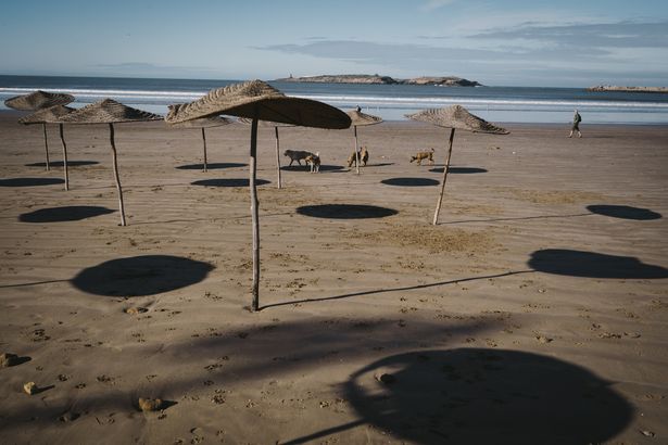 Homeless cats and dogs have been shot and poisoned, according to animal welfare groups, as Morocco prepares to co-host the 2030 FIFA World Cup football tournament. 