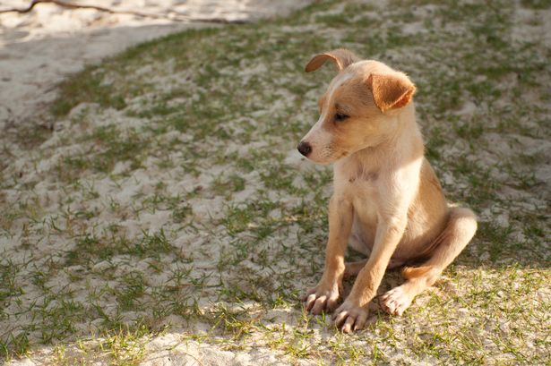 Small puppies are living on beaches in Morocco. Yvonne Ford was just 'scratched' by one weeks before she died