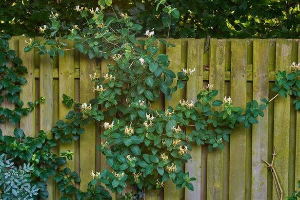 Lush Climbing Honeysuckle Vine on Wooden Fence