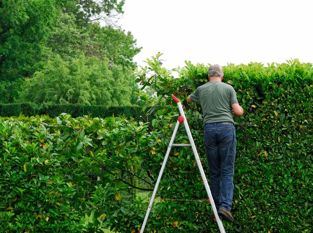 cherry laurel