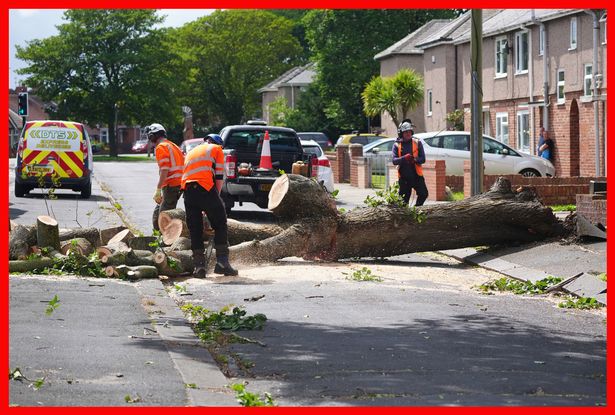 Workers cut up a tree which was felled by the wind in Blyth, Northumberland