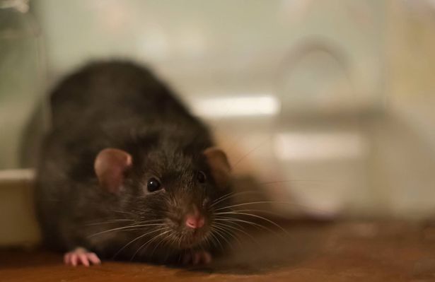 Large rat black mink with dark eyes on a wooden surface, focus on the head on a blurred background