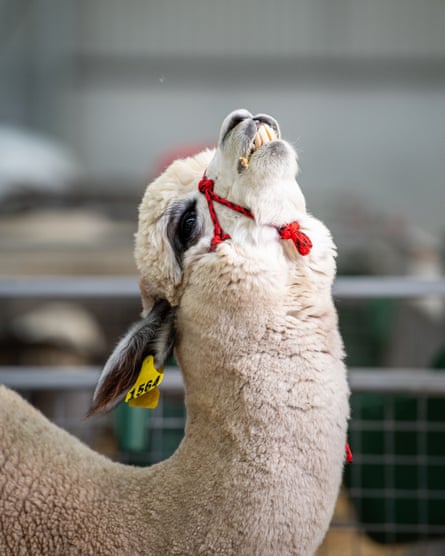 An alpaca with its head lifted up and teeth showing