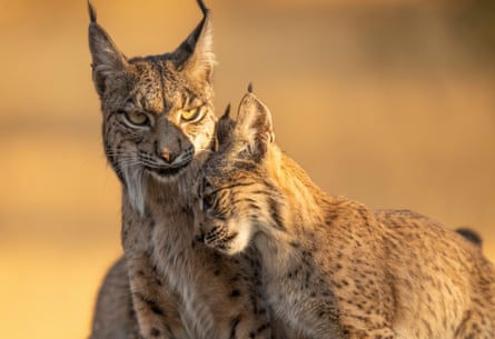 An endangered Iberian lynx and her young kitten in central Spain.