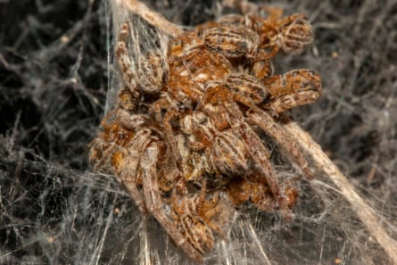 An African social spider sacrifices herself to her hungry and growing spiderlings.