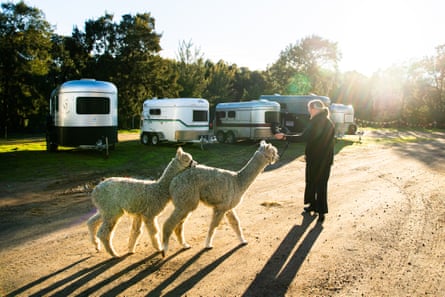 Two alpacas walk across a path with a bright sun behind them