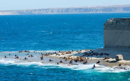 Sea lions seen from a distance on a beach at the end of a headland