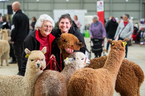 An older woman and a younger woman stand next to four alpacas