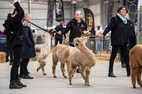 Handlers walk alpacas in a shed