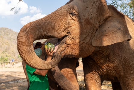 A man puts a watermelon in an elephant’s mouth