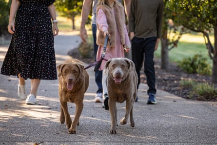 Family dogs Bear and Scout on a walk in Melbourne, May 2022