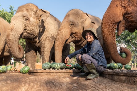 A middle-aged Thai woman sits as four elephants eat from a pile of watermelons 