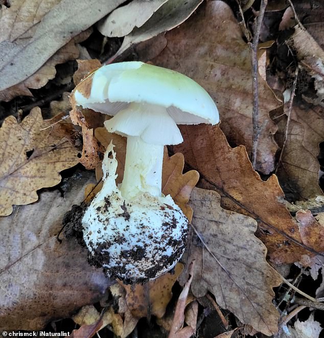 Erin Patterson began looking up death cap mushrooms (pictured) while Simon was in a coma