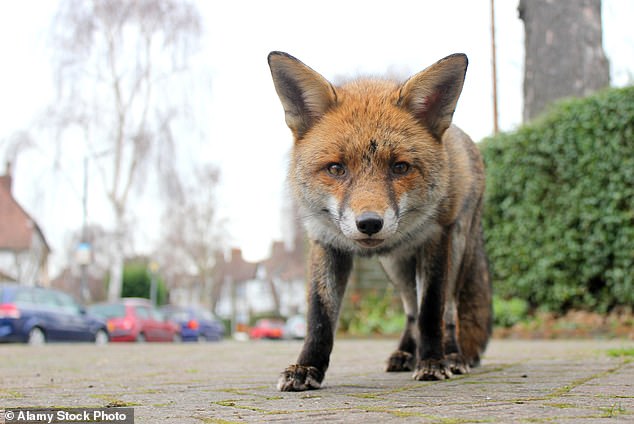 Last Monday, while we were away, guests staying in our house sent me pictures of several rooms. We assume the wretched foxes that plague our lives managed to get through the cat flap (file image)