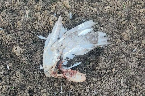 Swan corpse