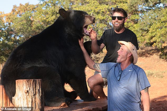 Alcohol has a unique flavour and a huge calorie reward meaning once a bear gets a taste, it comes back for more