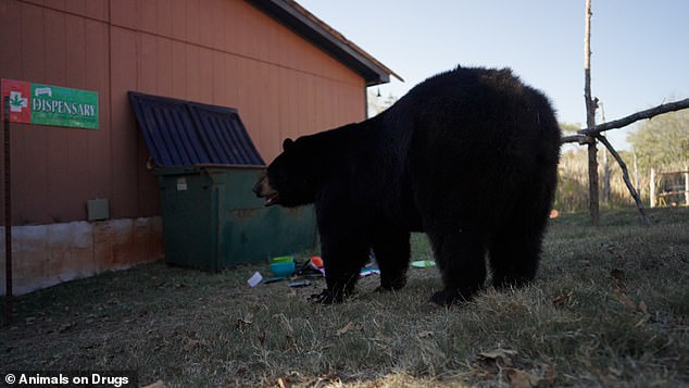 With 39 states across the US having legalised some form of medical or recreational marijuana, almost 75 per cent of Americans have easy access to the drug