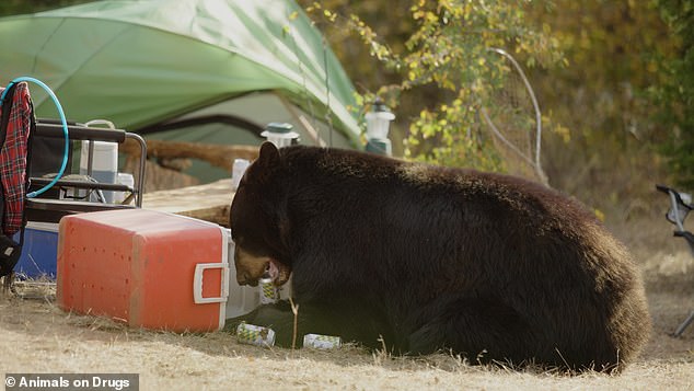 A railway incident in Montana spilled grain alcohol on the tracks - and dozens of bears rushed in for a free drink