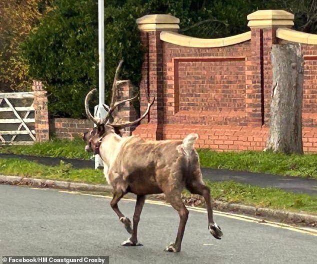 It is believed the animal went missing from Santa's Enchanted Forest in Formby