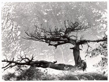 a black and white photo of a stark tree against a textured background
