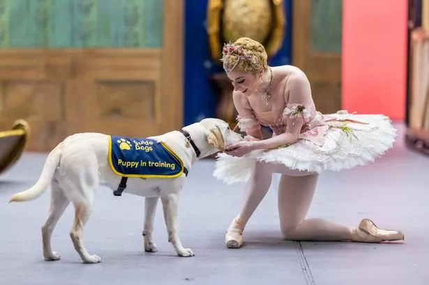 Royal Ballet & Opera Dancer Meaghan Grace Hinkis shares a tender moment with a guide dog puppy