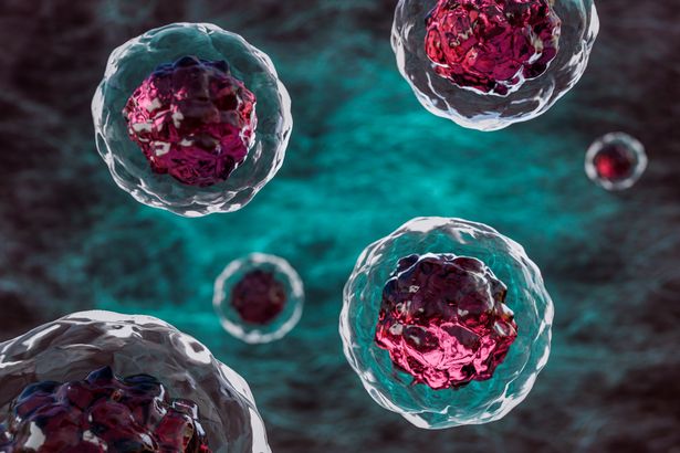 Stem cells could dave Millie's life