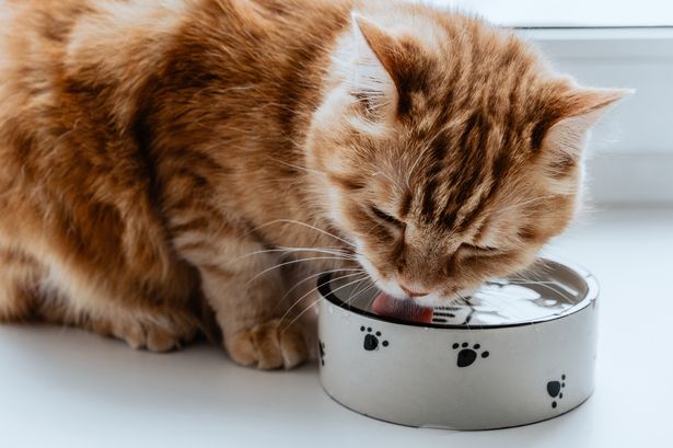 Red cat drinking water from the bowl. The cat feels thirsty.