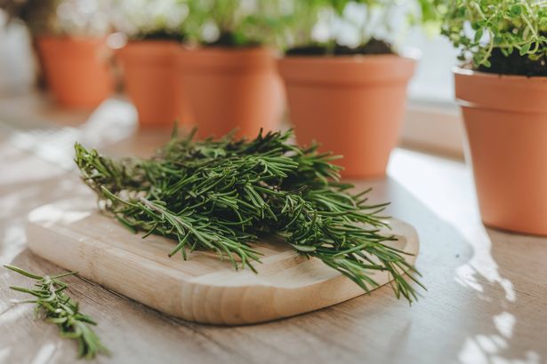 Kitchen herbs cultivated in a flower pots and rosemary on a wooden board 