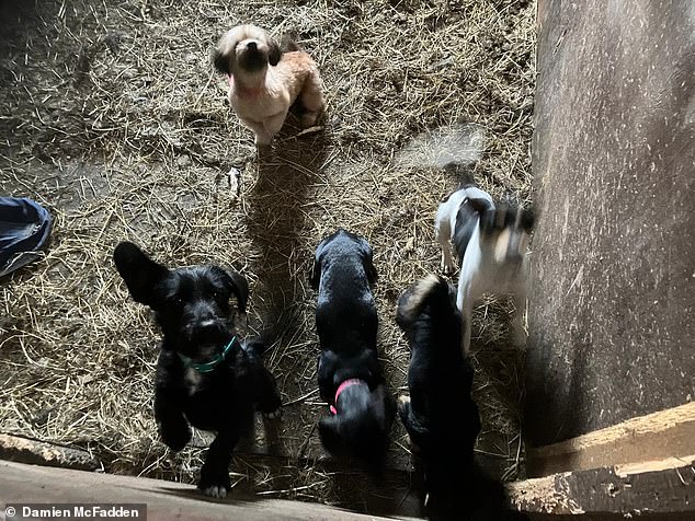 Five of Gemma Walters's dogs locked in a stable. Sally contacted the RSPCA with concern for the animals' welfare but was told there was little the charity could do