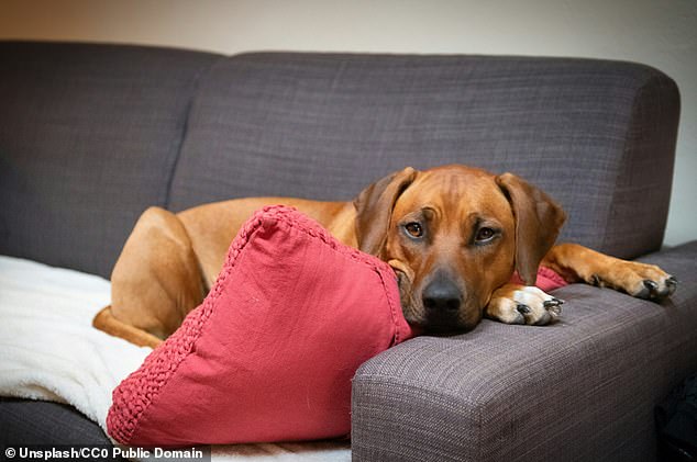 CBD is already used by many people for issues such as chronic pain, nausea and inflammation. A new analysis suggests that dogs might also experience some of these benefits (file photo)