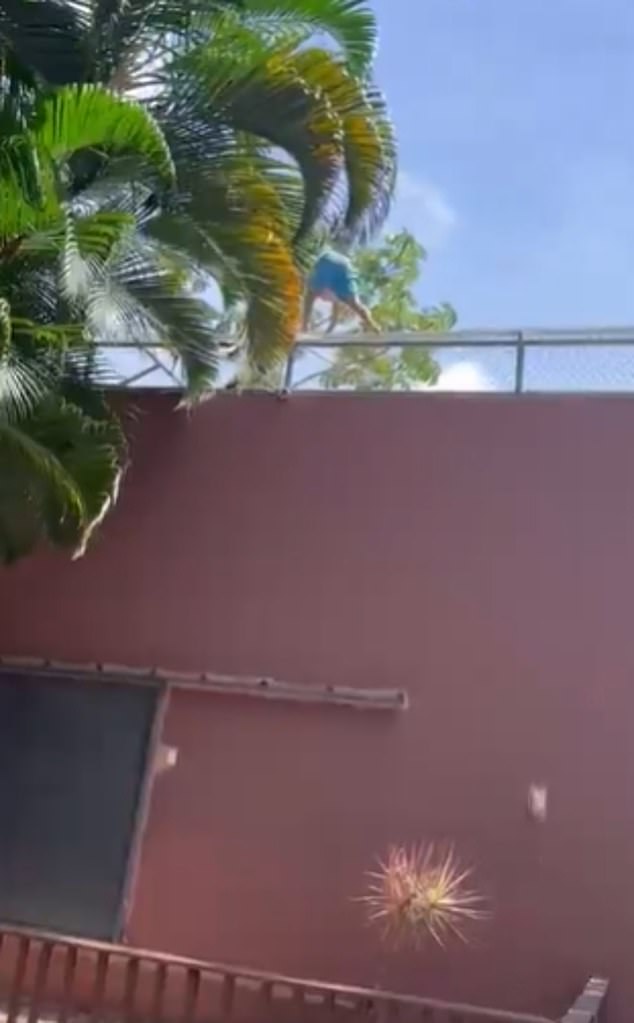 City police who had arrested Gerson several times for minor offences including criminal damage confirmed his Africa dream and said he had told them he would make the journey 'on foot' after his airport security breach