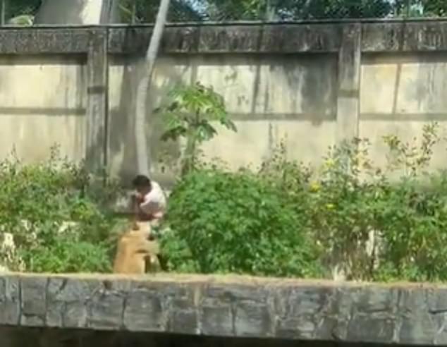 The teenager, who had spent years in care and had mental health problems, was filmed yesterday climbing down a tree to reach the lioness after scaling a 20-ft wall in in the port city of Joao Pessoa in north-east Brazil City police