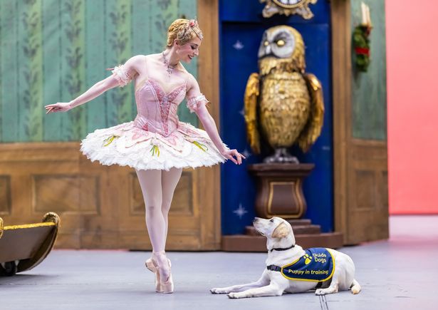 This year, one of the Sponsor a Puppy trio is even named after the Nutcracker heroine, Clara