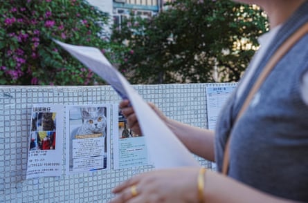 Posters with photos of missing cats 